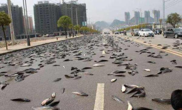 为什么天上会下青蛙雨盘点世界上诡异的怪雨