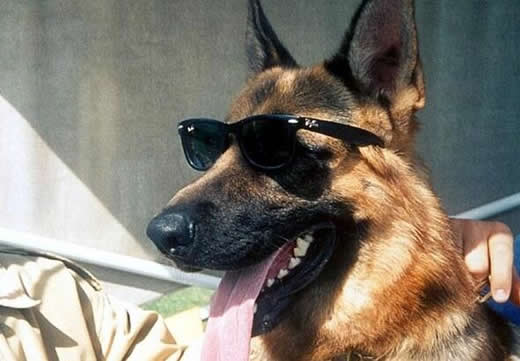 宠物富豪榜出炉：牧羊犬居榜首,猫狗鸡均在其中（图）