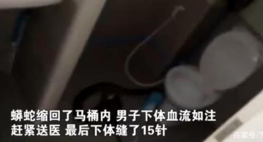 马桶钻出3米长蟒蛇：厕所被咬下体缝15针至今上厕所都焦虑