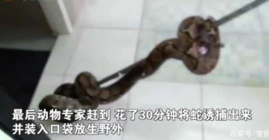 马桶钻出3米长蟒蛇：厕所被咬下体缝15针至今上厕所都焦虑