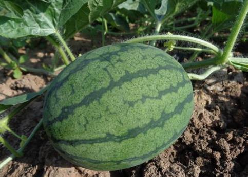 西瓜也分公母:西瓜公母哪个好吃(挑瓜技巧) 西瓜也分公母:西瓜公母哪个好吃(挑瓜技巧)