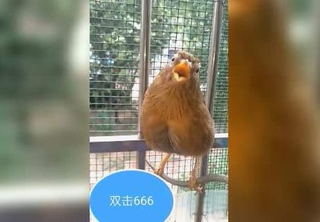 公画眉叫声20分钟：教你挑选会鸣叫的公画眉鸟