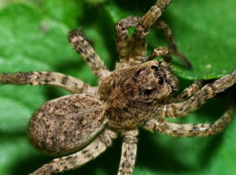 剧毒蜘蛛：遇见了就躲远点（图）