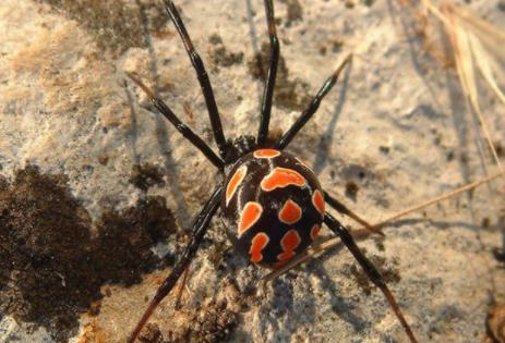 剧毒蜘蛛：遇见了就躲远点（图）