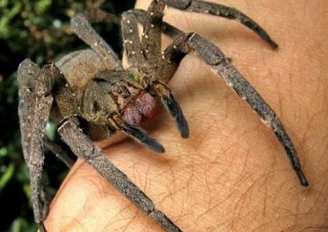 剧毒蜘蛛:遇见了就躲远点(图) 剧毒蜘蛛:遇见了就躲远点(图)