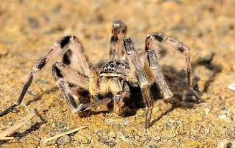 剧毒蜘蛛:遇见了就躲远点(图) 剧毒蜘蛛:遇见了就躲远点(图)