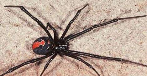 剧毒蜘蛛:遇见了就躲远点(图) 剧毒蜘蛛:遇见了就躲远点(图)