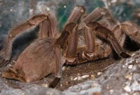 剧毒蜘蛛:遇见了就躲远点(图) 剧毒蜘蛛:遇见了就躲远点(图)