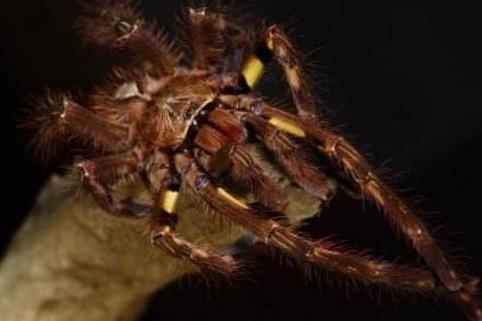 剧毒蜘蛛:遇见了就躲远点(图) 剧毒蜘蛛:遇见了就躲远点(图)