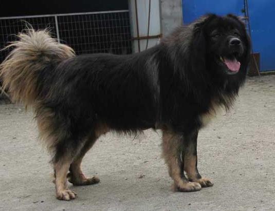 猛犬排行：世界十大猛犬和十大禁养猛犬