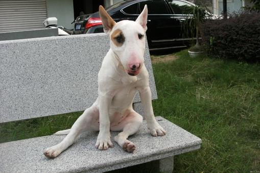 世界十大猛犬排名_世界十大猛犬图片(3)