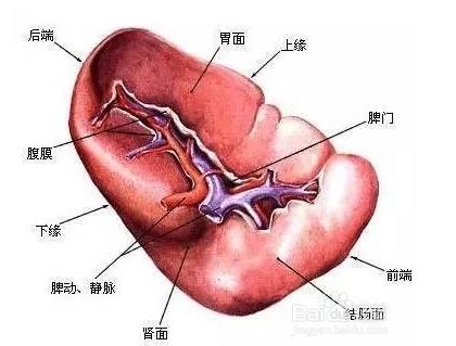 人体器官分布图:人体系统结构图及系统功能解说 人体器官分布图:人体系统结构图及系统功能解说