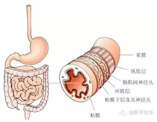 人体器官分布图:人体系统结构图及系统功能解说 人体器官分布图:人体系统结构图及系统功能解说