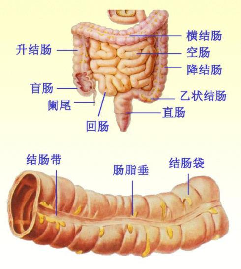 人体器官分布图:人体系统结构图及系统功能解说 人体器官分布图:人体系统结构图及系统功能解说