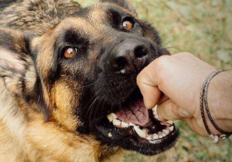 女子半夜学藏獒叫:为什么会这样具体详情令人心酸 女子半夜学藏獒叫:为什么会这样具体详情令人心酸