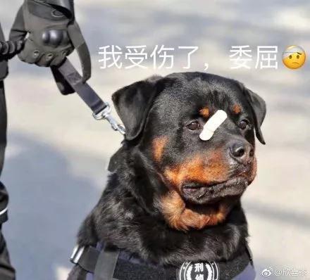 警犬贴创可贴走红:这只警犬怎么了为什么会贴上创可贴 警犬贴创可贴走红:这只警犬怎么了为什么会贴上创可贴