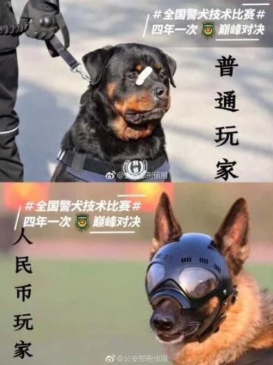 警犬贴创可贴走红这只警犬怎么了为什么会贴上创可贴