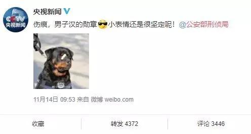 警犬贴创可贴走红:这只警犬怎么了为什么会贴上创可贴 警犬贴创可贴走红:这只警犬怎么了为什么会贴上创可贴