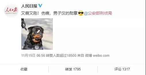 警犬贴创可贴走红:这只警犬怎么了为什么会贴上创可贴 警犬贴创可贴走红:这只警犬怎么了为什么会贴上创可贴