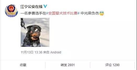 警犬贴创可贴走红:这只警犬怎么了为什么会贴上创可贴 警犬贴创可贴走红:这只警犬怎么了为什么会贴上创可贴