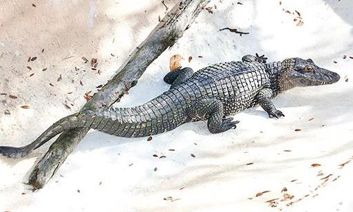 亚马逊河恐怖生物盘点:简介及图片分享(图) 亚马逊河恐怖生物盘点:简介及图片分享(图)