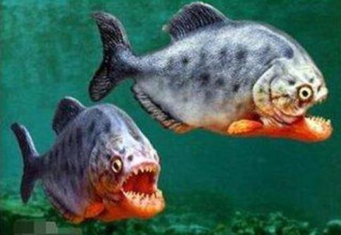 亚马逊河恐怖生物盘点：简介及图片分享（图）