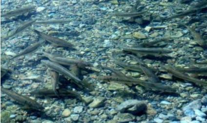 西藏的湖里鱼特别多,但为什么没有人敢去钓?