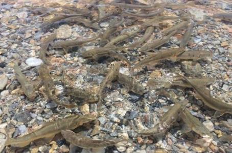 西藏的湖里鱼特别多,但为什么没有人敢去钓?