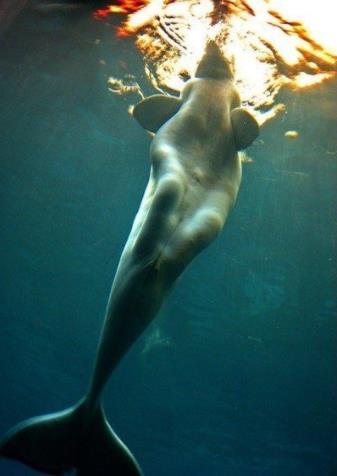 世界上有美人鱼活着吗:美人鱼目击事件原型及文献记载 世界上有美人鱼活着吗:美人鱼目击事件原型及文献记载