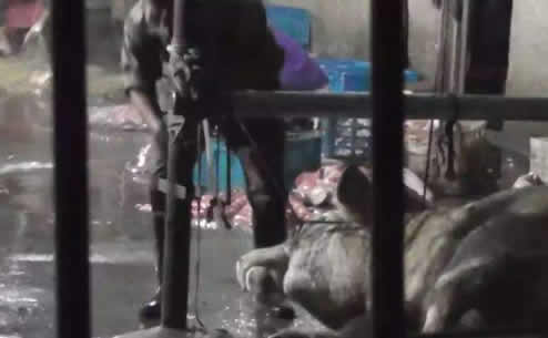 黄牛12小时注水：注水牛惨叫彻夜不停详情背后太残忍