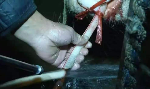 黄牛12小时注水：注水牛惨叫彻夜不停详情背后太残忍