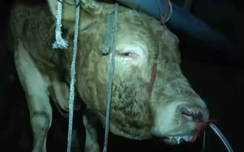 黄牛12小时注水：注水牛惨叫彻夜不停详情背后太残忍