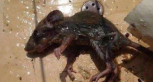 死老鼠放进火锅：真相是自导自演结果是得不偿失