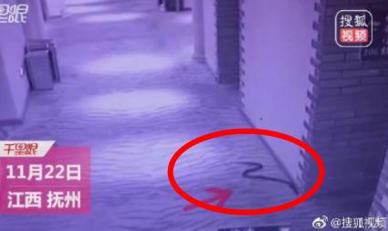 用毒蛇威逼女生：发生关系后遭蛇咬中毒死亡（图）