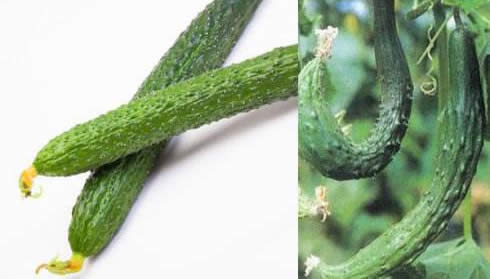 带花的黄瓜用了激素？笔直的黄瓜打了药？详情揭晓