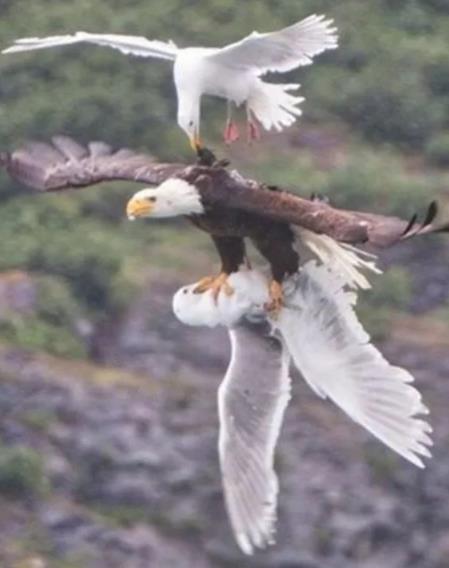 震撼刺激照片：目定口呆（图）