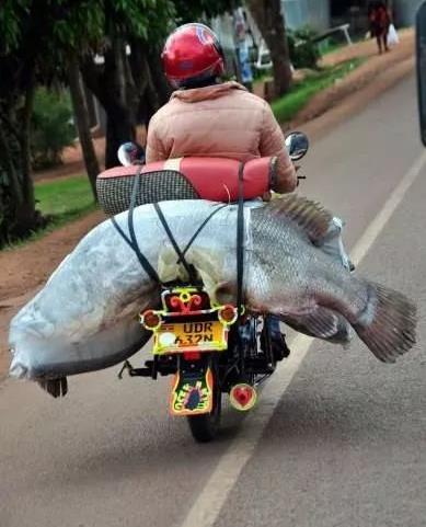 震撼刺激照片：目定口呆（图）