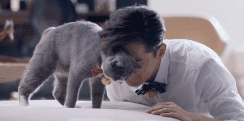 毕业论文写吸猫是怎么回事:关于吸猫你知道多少 毕业论文写吸猫是怎么回事:关于吸猫你知道多少