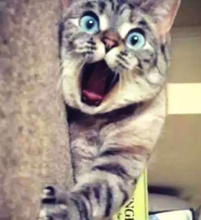 毕业论文写吸猫是怎么回事:关于吸猫你知道多少 毕业论文写吸猫是怎么回事:关于吸猫你知道多少