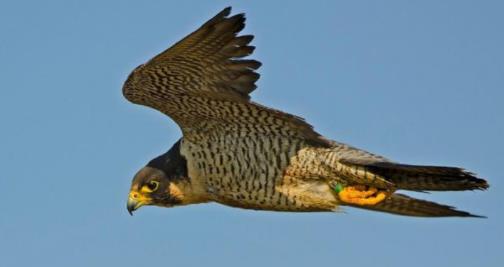 世界上速度最快的5种动物 世界上速度最快的5种动物