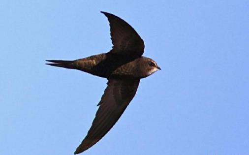 世界上速度最快的5种动物 世界上速度最快的5种动物