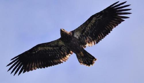 世界上速度最快的5种动物 世界上速度最快的5种动物