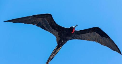 世界上速度最快的5种动物 世界上速度最快的5种动物