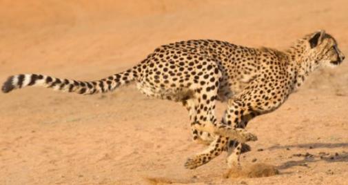 世界上速度最快的5种动物 世界上速度最快的5种动物
