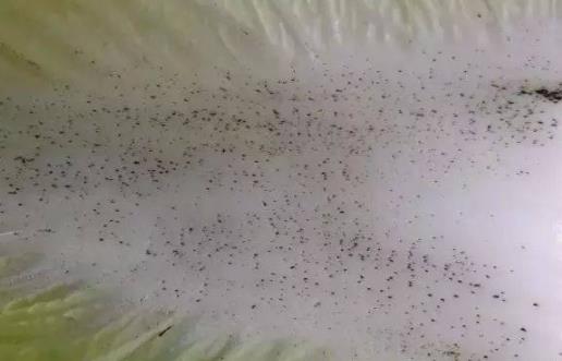 白菜上有黑点到底能不能吃?(白菜上黑点几种情况) 白菜上有黑点到底能不能吃?(白菜上黑点几种情况)