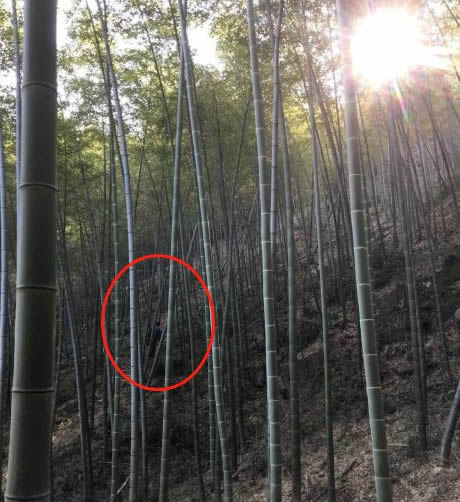 越野跑选手遭猥亵:竹林奔跑被尾随抱住抓胸部(图) 越野跑选手遭猥亵:竹林奔跑被尾随抱住抓胸部(图)