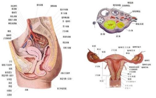 了解女人生殖器结构构造图片:呵护女性生殖健康 了解女人生殖器结构构造图片:呵护女性生殖健康