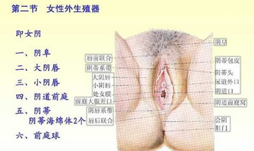 了解女人生殖器结构构造图片:呵护女性生殖健康 了解女人生殖器结构构造图片:呵护女性生殖健康