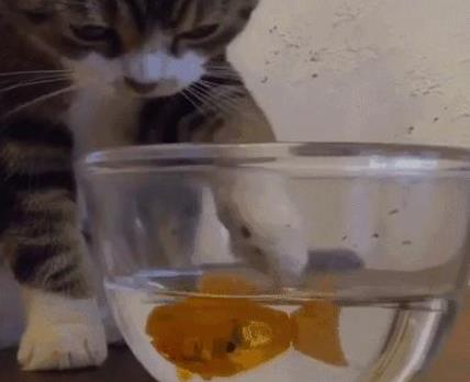 猫为什么喜欢吃鱼:解读为什么猫怕水却爱吃鱼 猫为什么喜欢吃鱼:解读为什么猫怕水却爱吃鱼