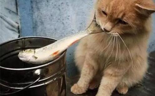 猫为什么喜欢吃鱼:解读为什么猫怕水却爱吃鱼 猫为什么喜欢吃鱼:解读为什么猫怕水却爱吃鱼